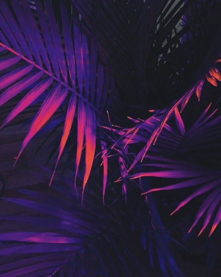 Back To The&nbsp;Jungle